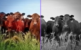 How to colorize black and white photos online